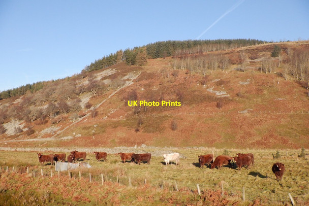 Photo 6"x4" Cattle below Crichness Bothwell Water c2020 P1