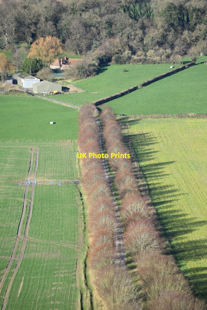 Photo 6"x4" Track between avenue of trees leading to Manor Farm Compton Chamberlayne c2020