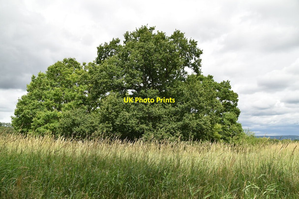 Photo 6"x4" Wooded pond Cowden\/TQ4640 c2020