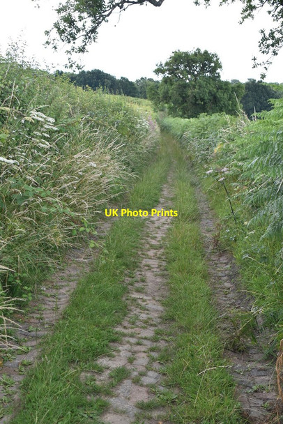 Photo 6"x4" Bridleway to Holden Wood Hammerwood c2020
