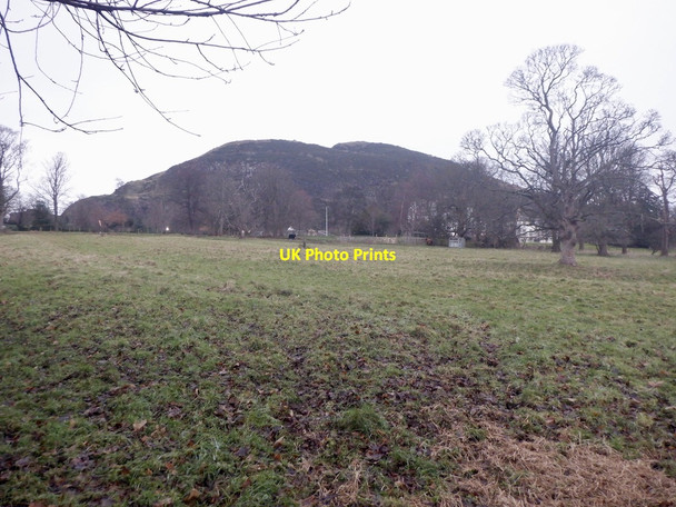 Photo 6"x4" Cattle pasture, Prestonfield Edinburgh c2021