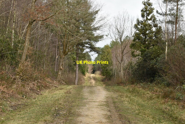 Photo 6"x4" Woodland bridleway Goddard's Green\/TQ8134 c2020