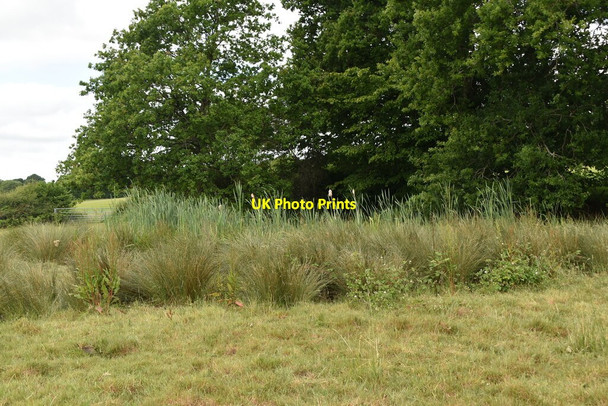 Photo 6"x4" Small pond Uckfield c2020