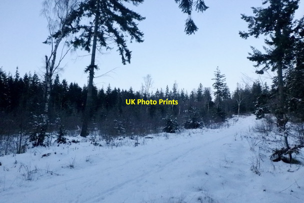 Photo 6"x4" Saltoun Big Wood at sunset Gilchriston c2021