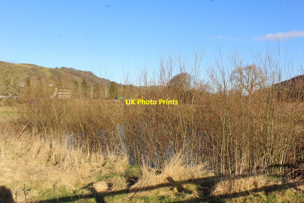 Photo 6"x4" Copse and pond beside Corwen Station Corwen c2021