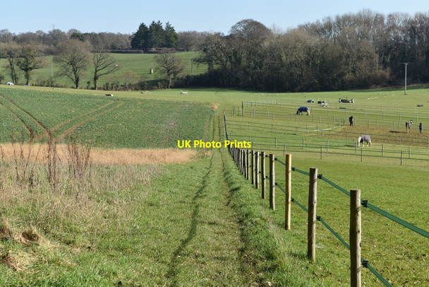 Photo 6"x4" Footpath across fields north of Manor Farm Newtown\/SU3023 c2021