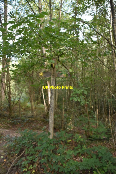 Photo 6"x4" Footpath, bridleway, byway junction, Hoth Wood Heathfield\/TQ5630 c2020