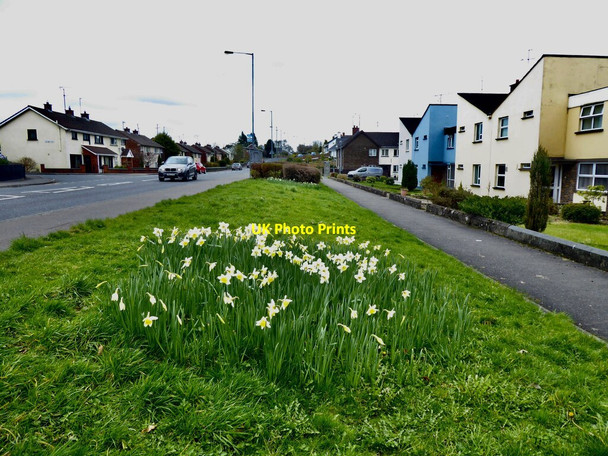 Photo 6"x4" Daffodils along Hospital Road, Omagh Omagh c2021
