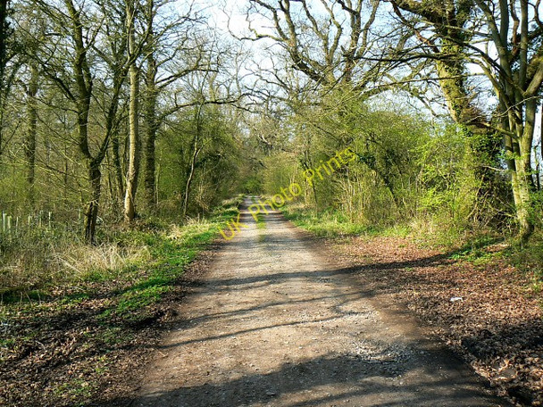 Photo 6"x4" Track through Battlelake Plantation Green Hill\/SU0686 c2009