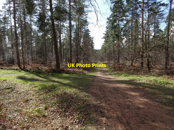 Photo 6"x4" Bridleway View Enville c2021