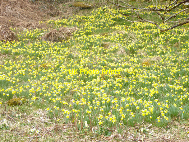 Photo 6"x4" Cennin pedr gwyllt \/ Wild daffodils Rowen\/SH7571 c2021