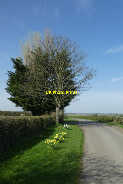 Photo 6"x4" Daffodils near Manor Farm Carthorpe c2021