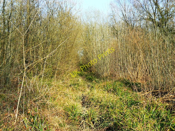 Photo 6"x4" Track in Ravensroost Wood Minety c2009