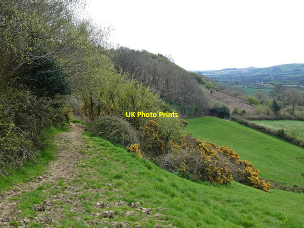 Photo 6"x4" Bridleway to Bettiscombe Templeman's Ash c2021