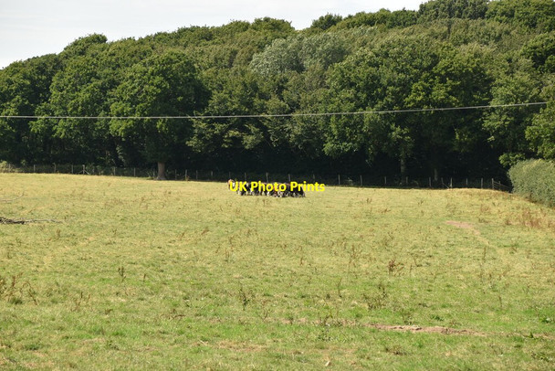 Photo 6"x4" A huddle of cattle Muddles Green c2020