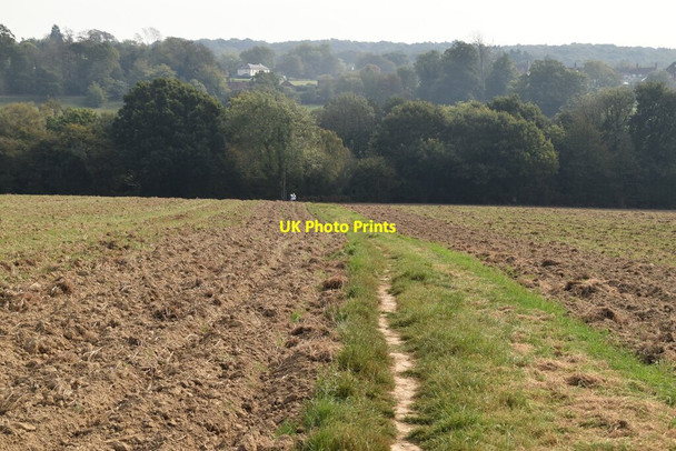Photo 6"x4" Bridleway crossing field Rushlake Green c2020