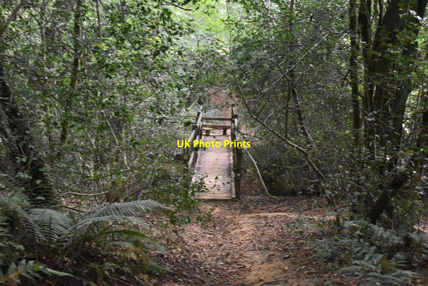 Photo 6"x4" Footbridge in Pond Wood Rushlake Green c2020