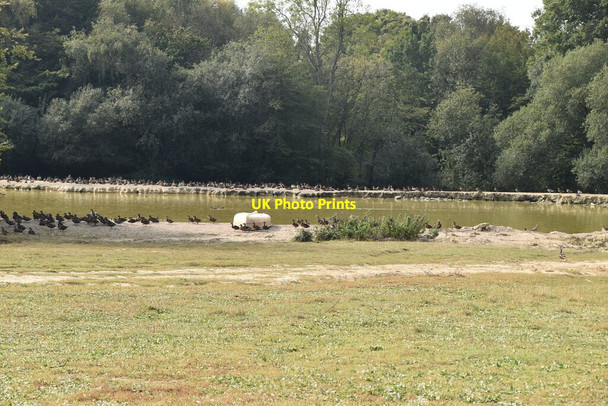 Photo 6"x4" Duck pond Rushlake Green c2020
