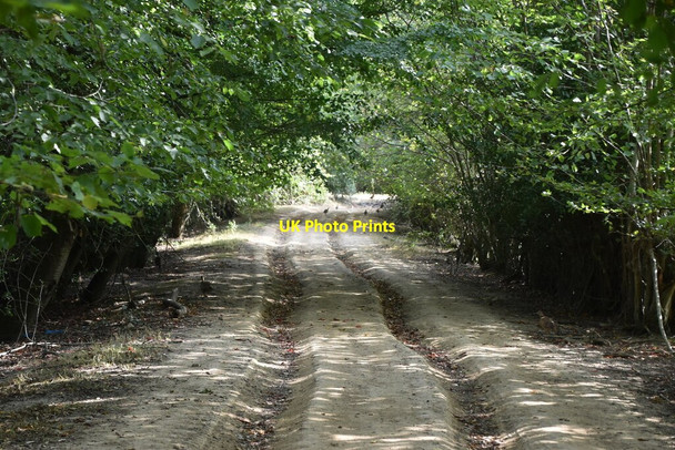 Photo 6"x4" Rutted bridleway Rushlake Green c2020