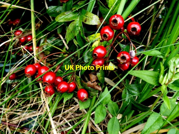 Photo 6"x4" Hawthorn berries, Aghakinmart Killen\/H2480 c2017