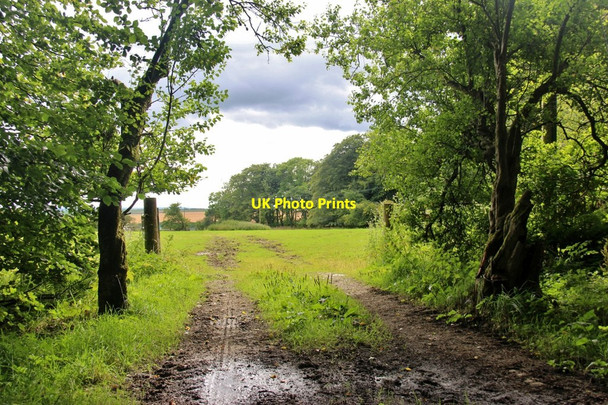 Photo 6"x4" Sheltered field at Barrock House Sortat c2017