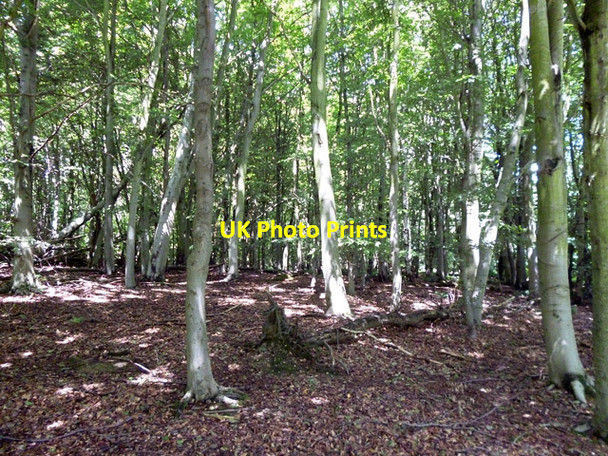 Photo 6"x4" Young woodland, Weald Country Park Coxtie Green c2012