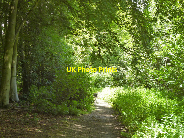 Photo 6"x4" Woodland path, Weald Country Park Coxtie Green c2012