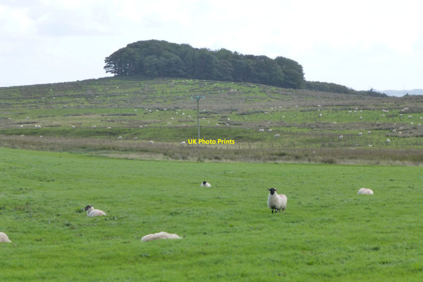Photo 6"x4" Sheep in good pasture Steel\/NY8982 c2017