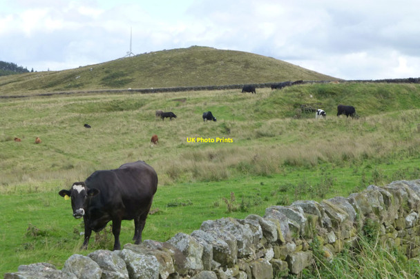 Photo 6"x4" Cattle in rough grazing East Woodburn c2017