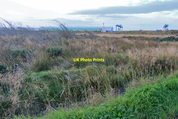 Photo 6"x4" Cleared conifer plantation at Hastigrow Sortat c2017