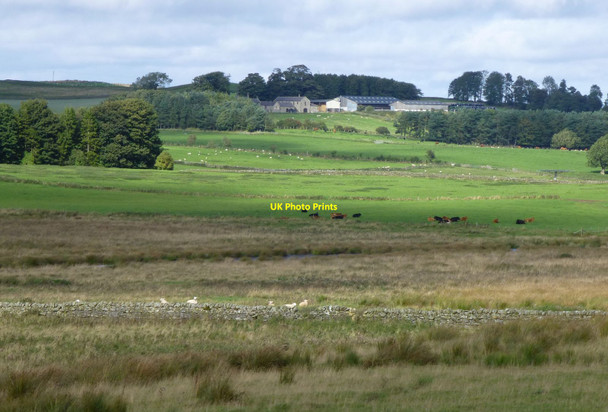 Photo 6"x4" Sheep and cattle in rough pasture Knowesgate c2017