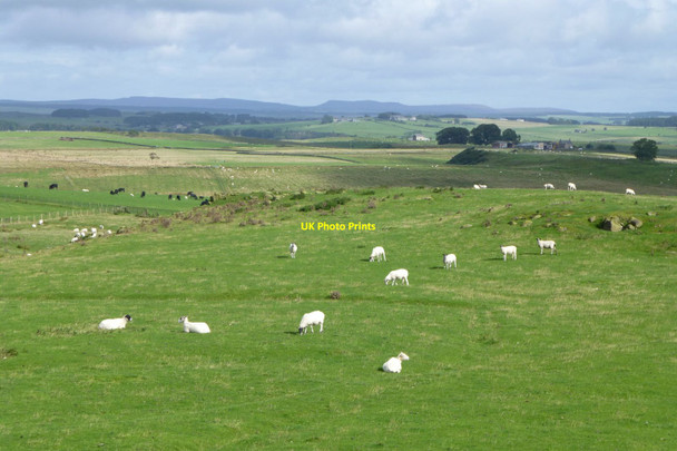 Photo 6"x4" Looking north over Bavington Crags Great Bavington c2017