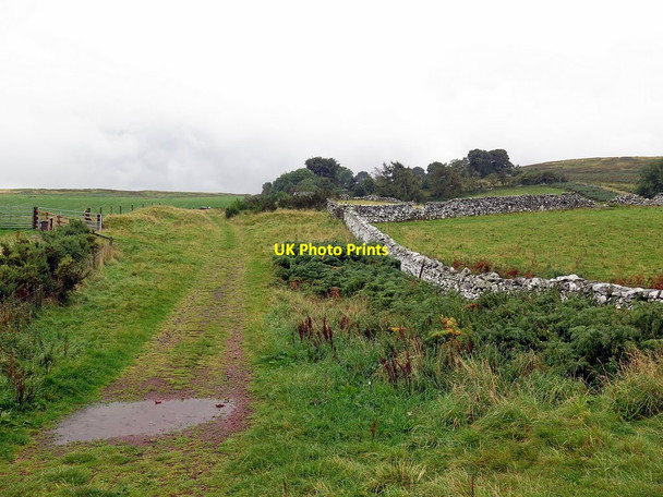 Photo 6"x4" Track east of Humbleton Hill Middleton Hall\/NT9825 c2017