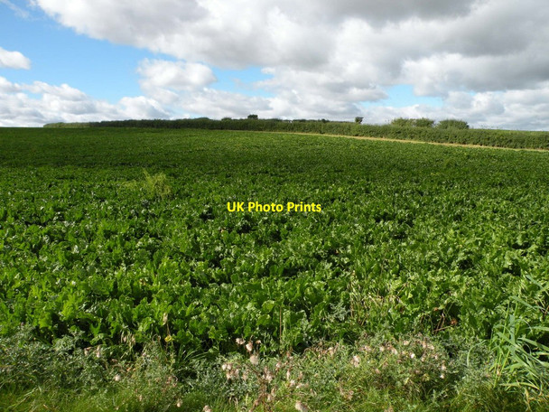 Photo 6"x4" Sugar beet field near Linton Hadstock c2017