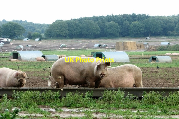 Photo 6"x4" Free-range pigs near Ringland village Ringland\/TG1314 c2017