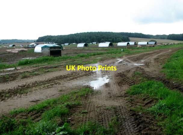 Photo 6"x4" Pig arks in a field east of Blackbreck plantation Ringland\/TG1314 c2017