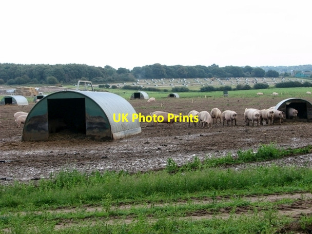Photo 6"x4" Free-range pigs Ringland\/TG1314 c2017
