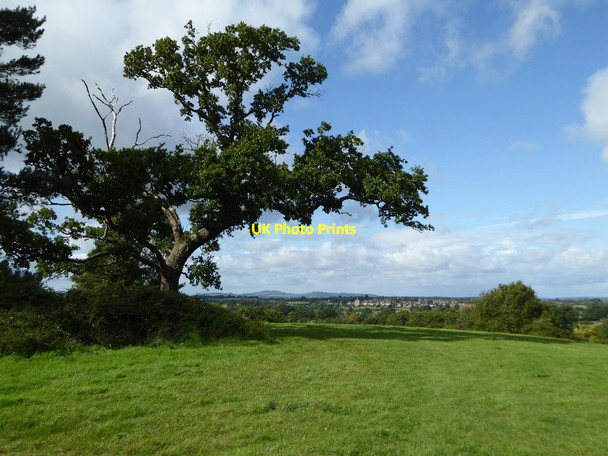 Photo 6"x4" Tree on the Old Hills Brayswick c2017