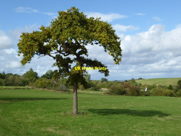 Photo 6"x4" Tree on the Old Hills Brayswick c2017