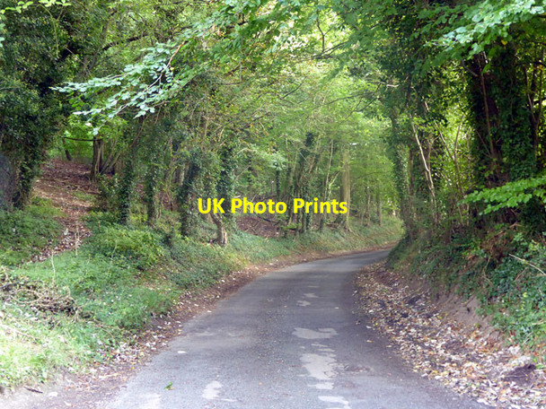 Photo 6"x4" Whitemoor Lane Stubbles c2017
