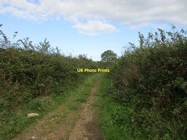 Photo 6"x4" Track leading to Lea Lane Budleigh Salterton c2017