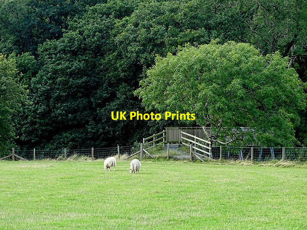 Photo 6"x4" Pasture beside Afon Rheidol Aberffrwd\/SN6878 c2017