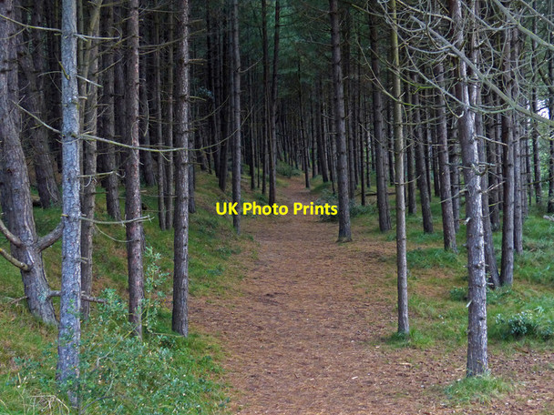 Photo 6"x4" Woodland near the dunes at Holkham Bay Holkham c2017