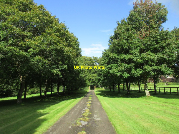 Photo 6"x4" Avenue leading to Lewcombe Manor Lewcombe c2017