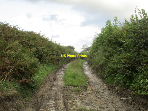Photo 6"x4" Muddy Lane near Northlew Ashbury\/SX5098 c2017