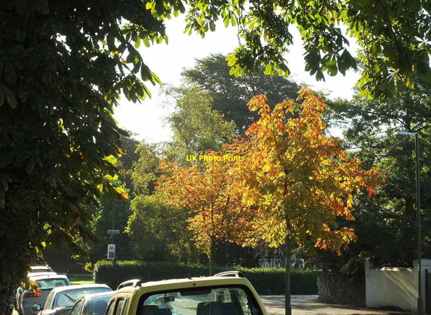 Photo 6"x4" Autumn colours, Cary Park Torquay c2017