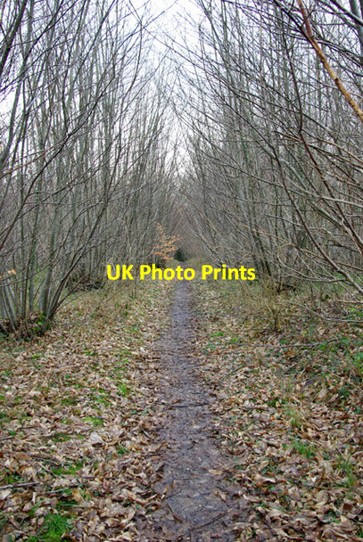 Photo 6"x4" Path, Rewell Wood Slindon\/SU9608 c2007