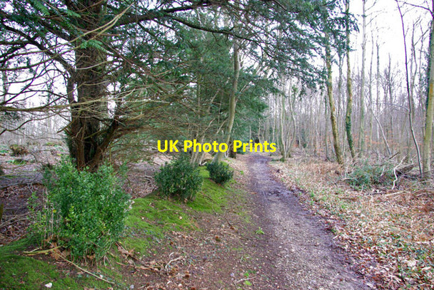 Photo 6"x4" Bridleway along the Madehurst - Arundel boundary Binsted c2007