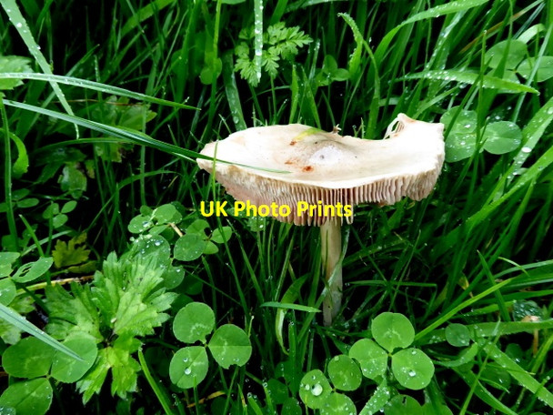 Photo 6"x4" Fungus, Crew Ballygawley\/H6357 c2017