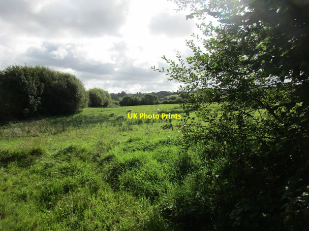 Photo 6"x4" Grass field near Northay Cross Marshalsea c2017